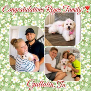 Bunny - MaltiPoo