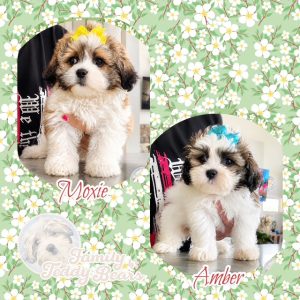 ShiChon Girls