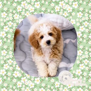 Jenga - MaltiPoo Boy