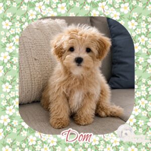 Dom - MaltiPoo Male