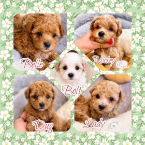 MaltiPoo Crew