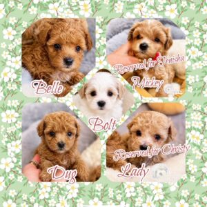 MaltiPoo Crew