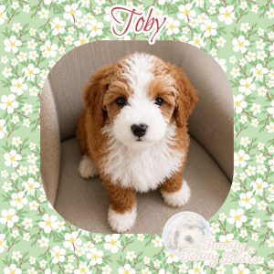 Toby - Cavapoo