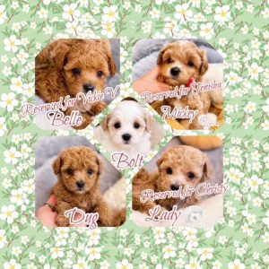 MaltiPoo Crew