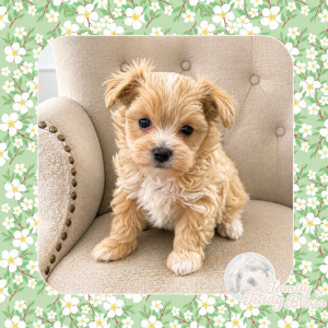 Mochi - MaltiPoo
