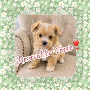 Mochi - MaltiPoo