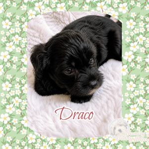 Draco - MaltiPoo