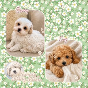 MaltiPoo Crew