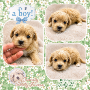 Luke - MaltiPoo