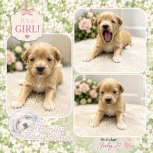 Annabelle - MaltiPoo