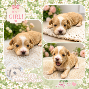 Nina - MaltiPoo