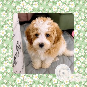Jenga - MaltiPoo