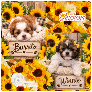 ShiChon Puppies