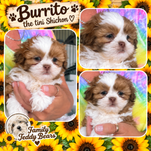 ShiChon Puppies