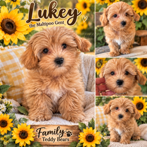 Luke - MaltiPoo