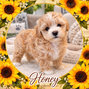 Honey - MaltiPoo
