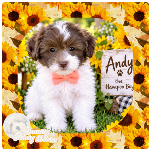 Andy - HavaPoo