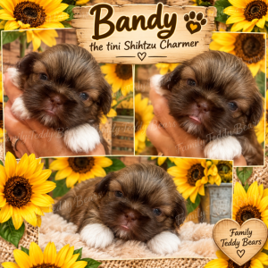 Bandy - ShihTzu Boy