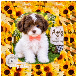 Andy - HavaPoo