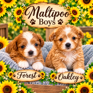 MaltiPoo Boys