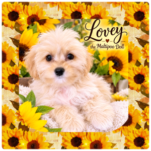 Lovey - MaltiPoo