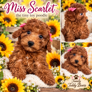 Miss Scarlet - Toy Poodle