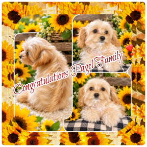 Lovey - MaltiPoo