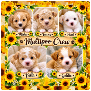 MaltiPoo Girls