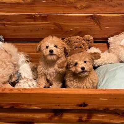 Image is of a girl with long brown hair sitting on a couch with three small dogs. 