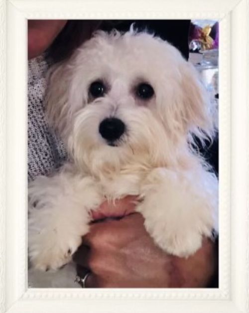 Image is of Family Teddy Bears Goose Maltese Poodle Maltipoo