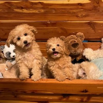 Image is of a girl with shoulder-length brown hair sitting on a couch with three small dogs. 