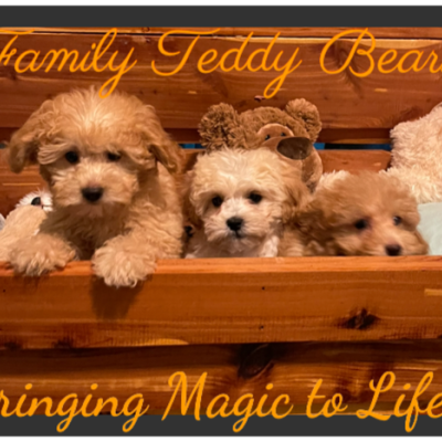 Image is of a young boy in a yellow shirt holding a small dog sitting on a couch with three other small dogs. 
