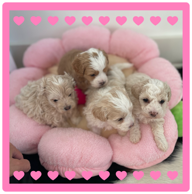 Image is of Family Teddy Bears Goose Maltese Poodle Maltipoo